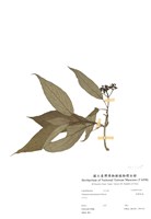 藏品(臺灣莢蒾)的圖片